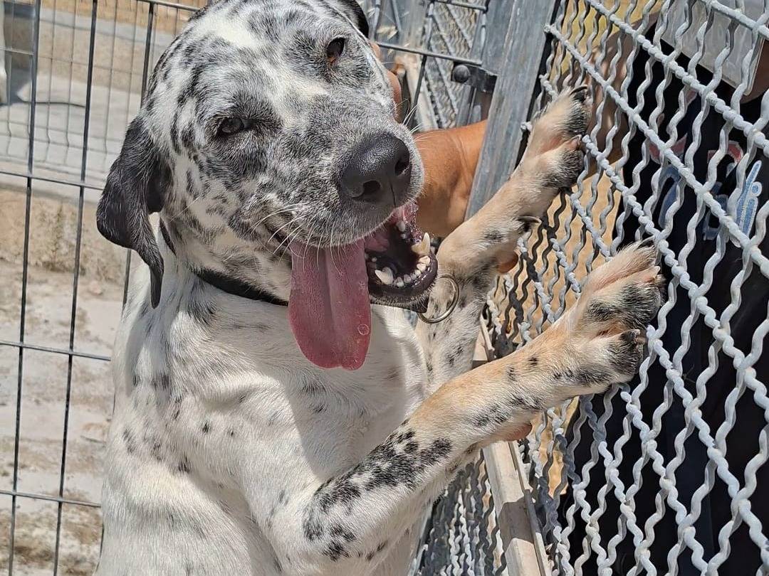Adozione cane, maschio, Razza sconosciuta Razza sconosciuta, 3 anni, taglia media, Bari