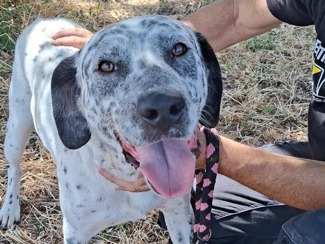 Adotta un cane, maschio, 3 anni, Bari
