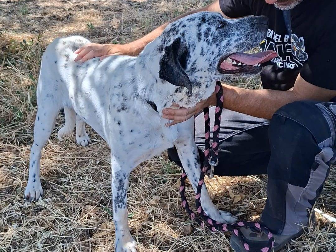 Adotta un cane, taglia media, maschio, Bari