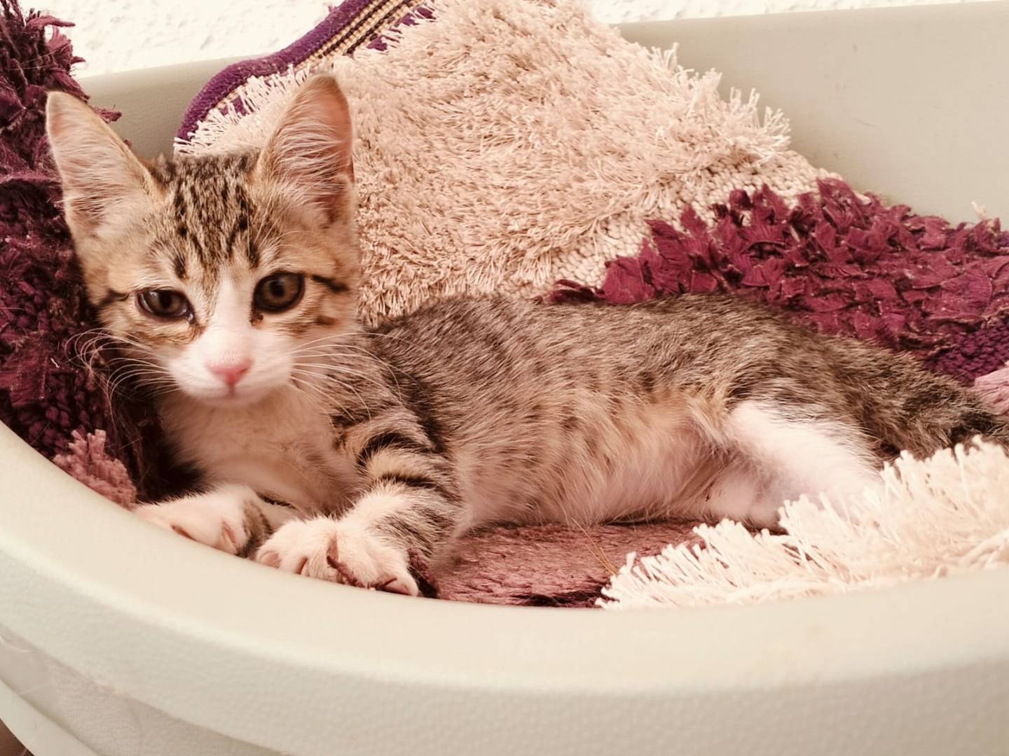 Adozione gatto, femmina, Razza sconosciuta Razza sconosciuta, 3 mesi, taglia non valida, Taranto
