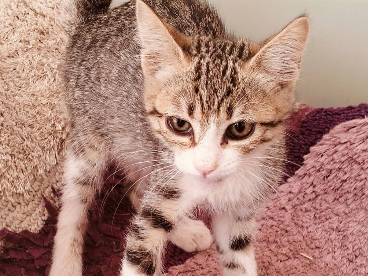Adotta un gatto, taglia non valida, femmina, Taranto