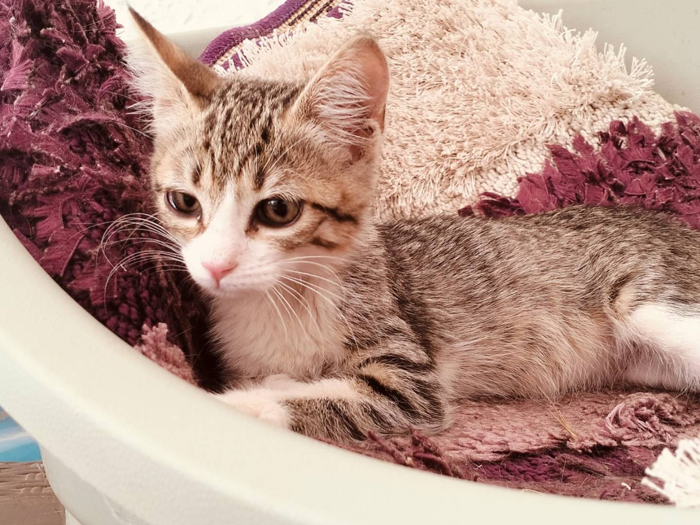 Vuoi adottare un gatto a Taranto?