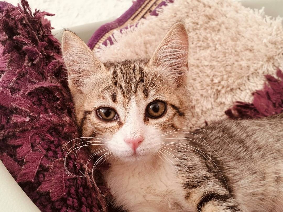 Adotta un gatto, femmina, 3 mesi, Taranto