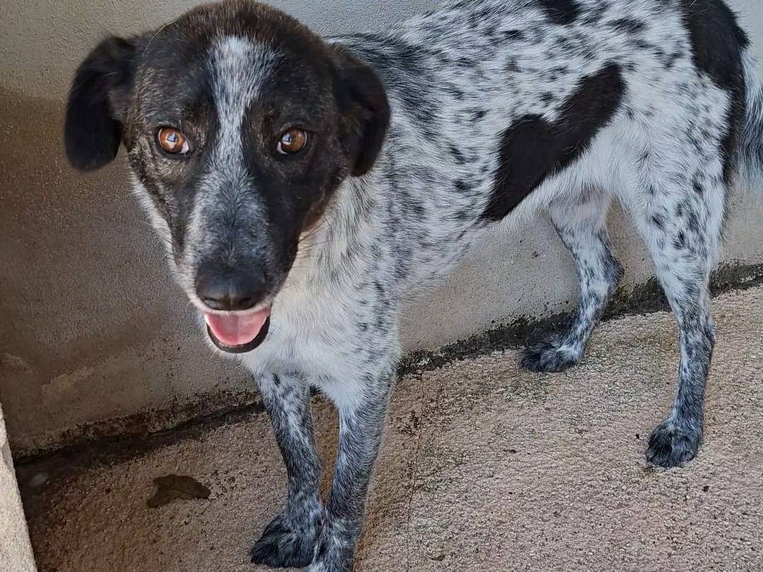 Adotta un cane, taglia media, femmina, Bari
