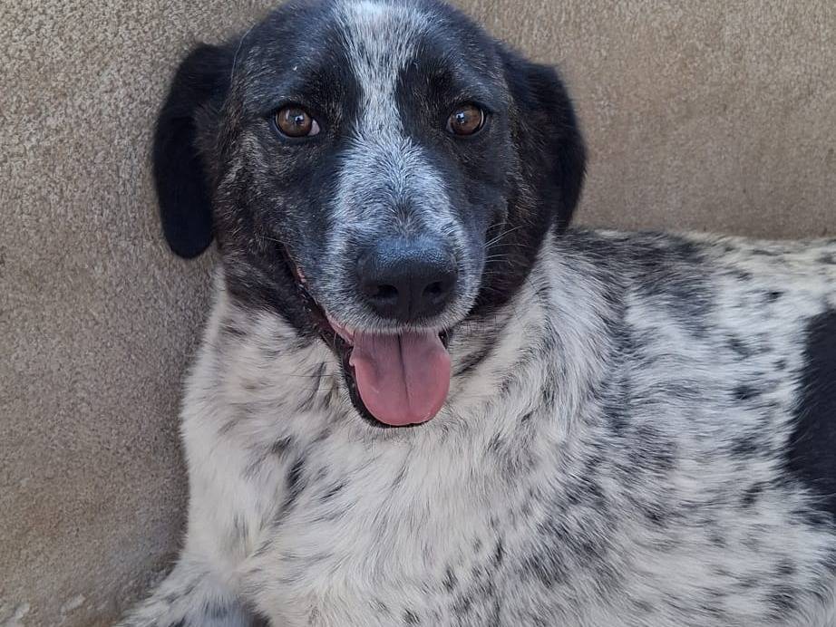 Adozione cane, femmina, Razza sconosciuta Razza sconosciuta, 1 anno e 9 mesi, taglia media, Bari