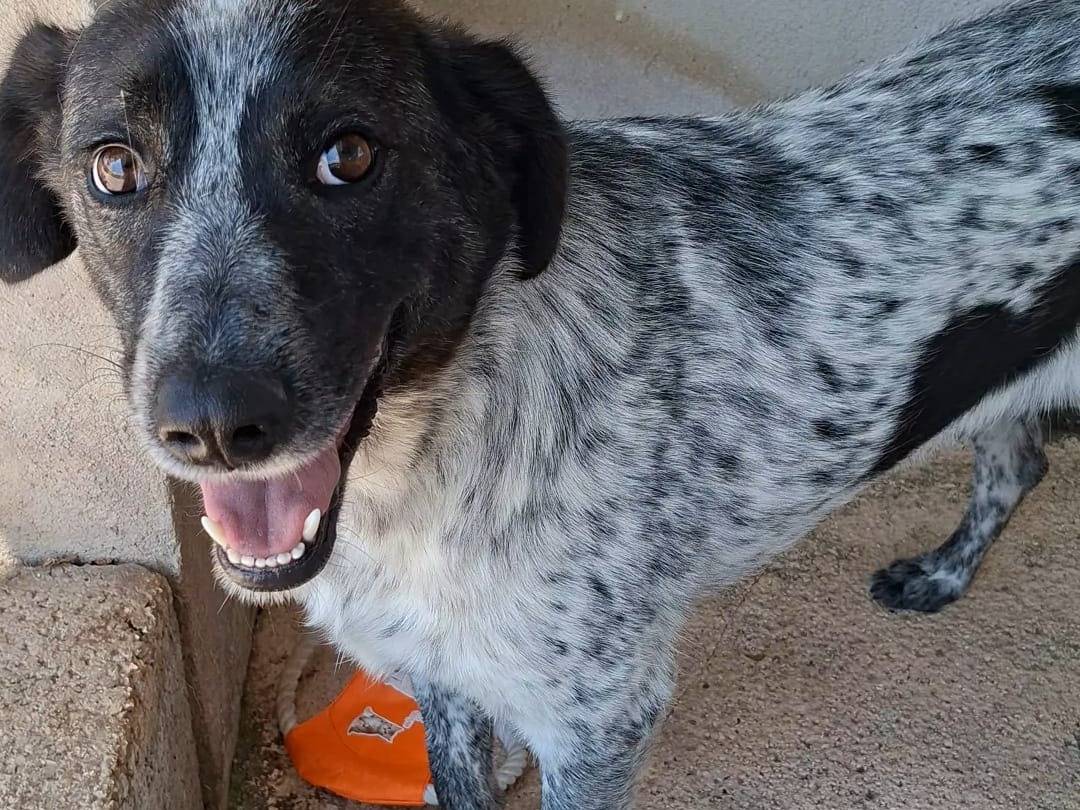 Vuoi adottare un cane a Bari?