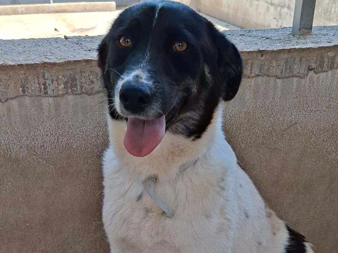 Adotta un cane, taglia media, femmina, Bari