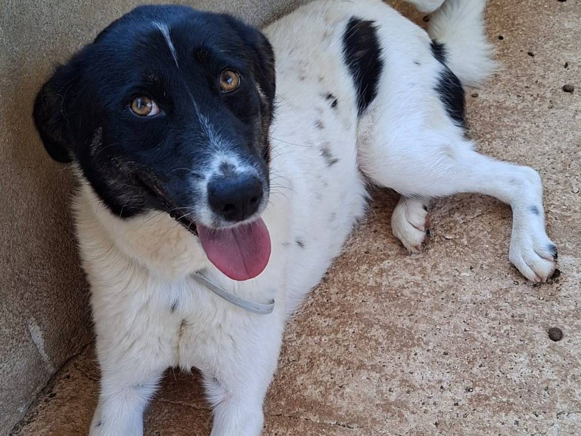 Adozione cane, femmina, Razza sconosciuta Razza sconosciuta, 1 anno e 8 mesi, taglia media, Bari