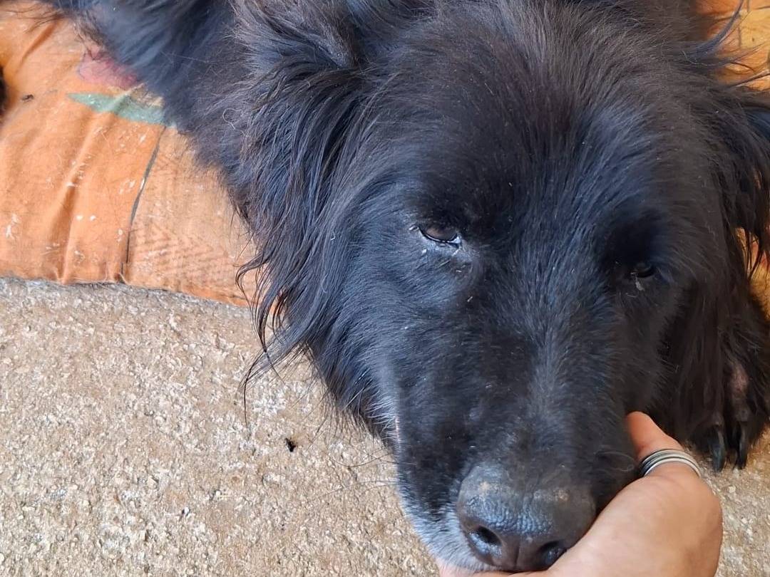 Adotta il cane OTELLO a Bari