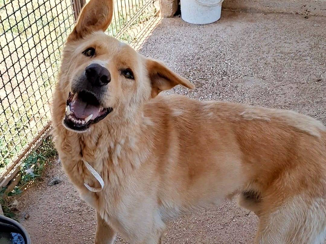 Adozione cane, maschio, Razza sconosciuta Razza sconosciuta, 5 anni e 4 mesi, taglia grande, Bari
