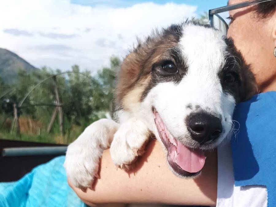 Adotta un cane, femmina, 3 mesi, Latina