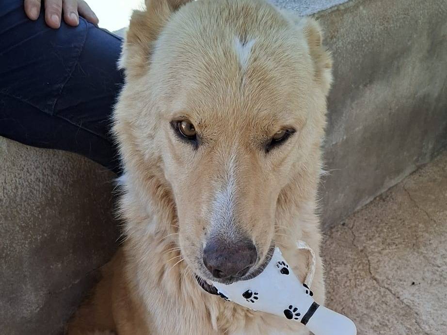 Adotta il cane STING a Bari