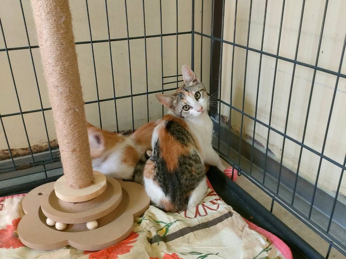 Adozione gatto, femmina, Razza sconosciuta Razza sconosciuta, 2 mesi, taglia non valida, Ravenna