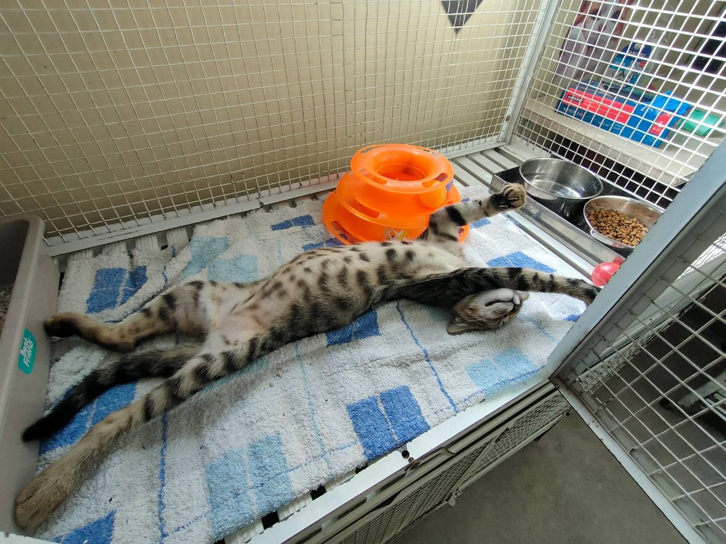 Adozione gatto, femmina, Razza sconosciuta Razza sconosciuta, 4 mesi, taglia non valida, Ravenna