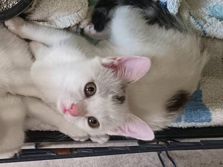 Adozione gatto, femmina, Razza sconosciuta Razza sconosciuta, 3 mesi, taglia non valida, Ravenna