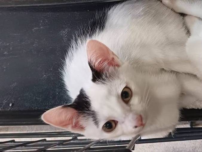 Adozione gatto, femmina, Razza sconosciuta Razza sconosciuta, 3 mesi, taglia non valida, Ravenna