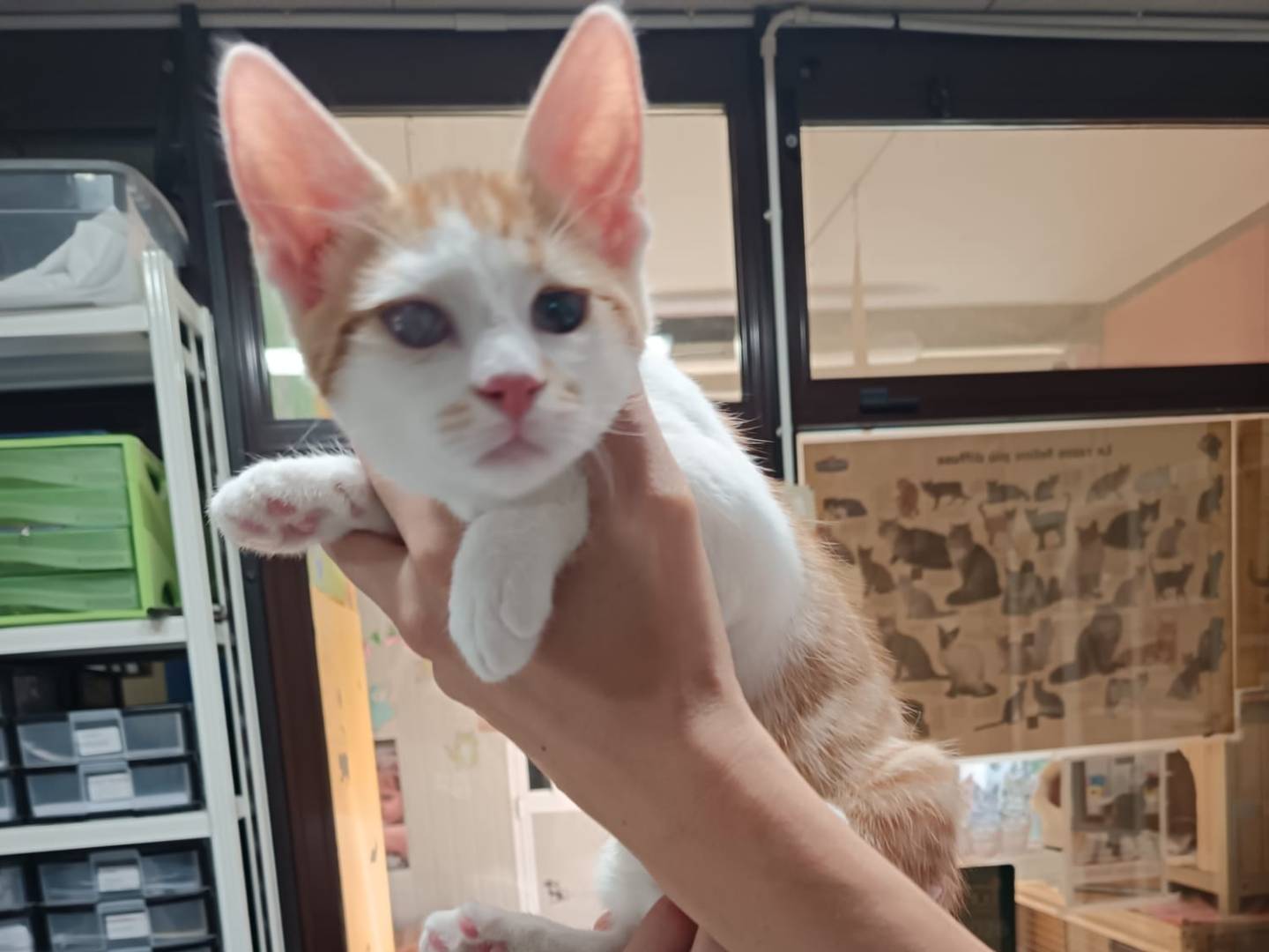 Adozione gatto, maschio, Razza sconosciuta Razza sconosciuta, 3 mesi, taglia non valida, Ravenna