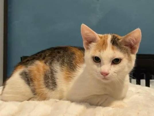 Adozione gatto, femmina, Razza sconosciuta Razza sconosciuta, 3 mesi, taglia non valida, Bari