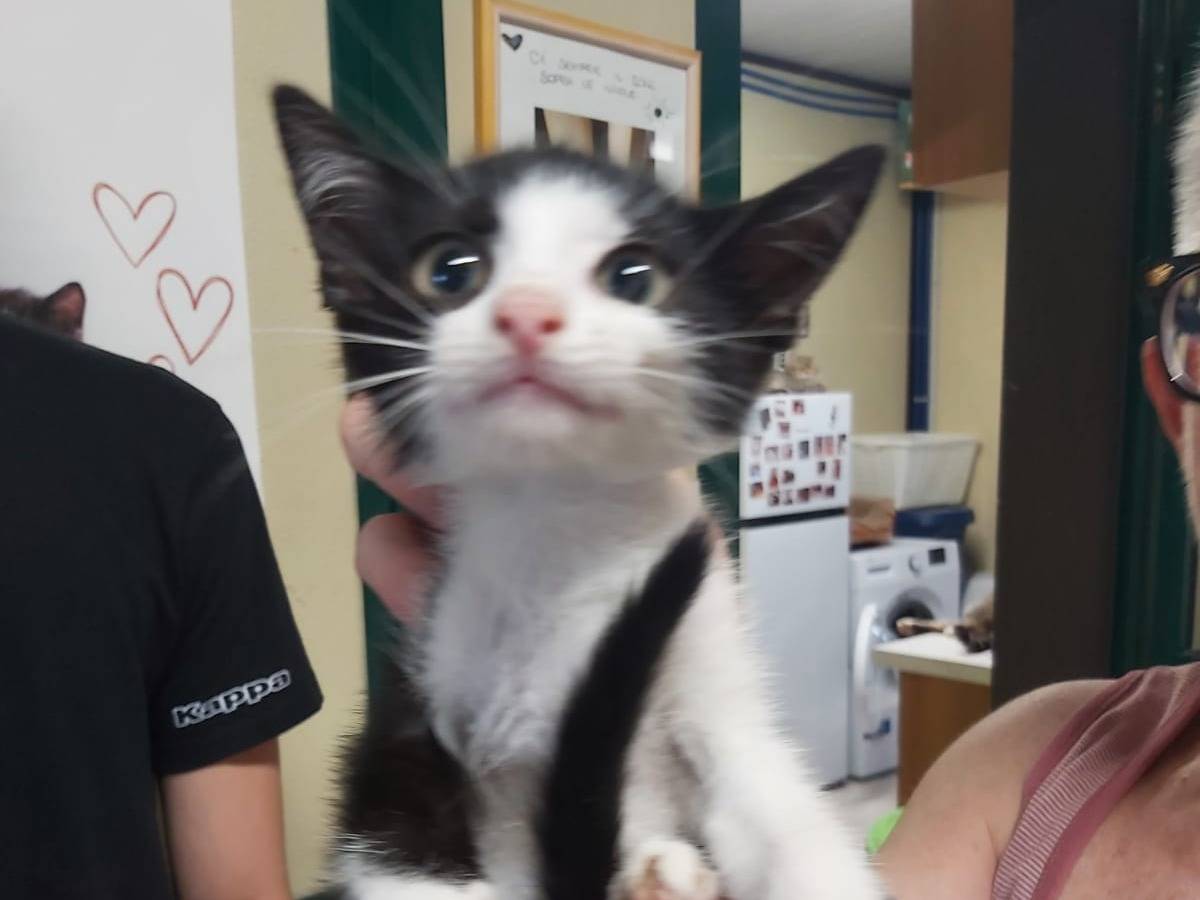 Adozione gatto, maschio, Razza sconosciuta Razza sconosciuta, 2 mesi, taglia non valida, Ravenna