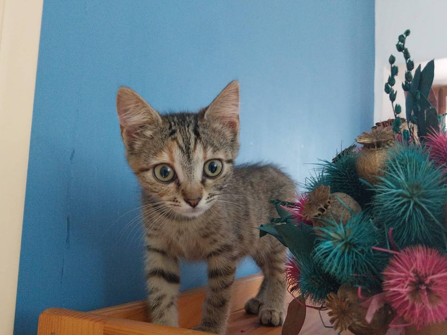 Adozione gatto, femmina, Razza sconosciuta Razza sconosciuta, 2 mesi, taglia non valida, Viterbo