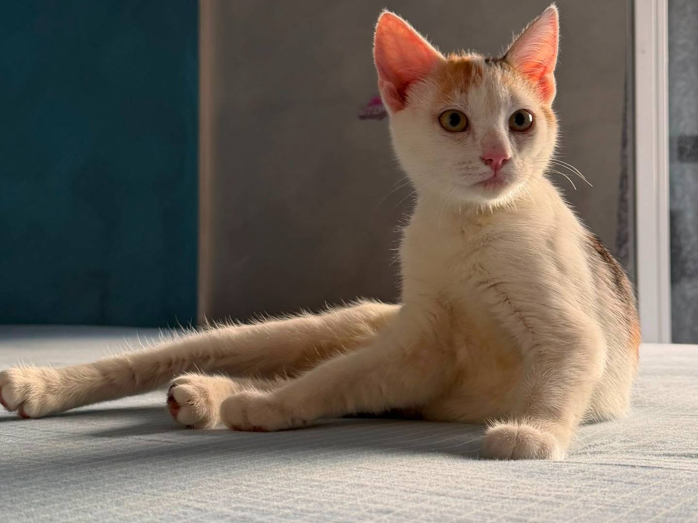 Adotta un gatto, femmina, 3 mesi, Bari