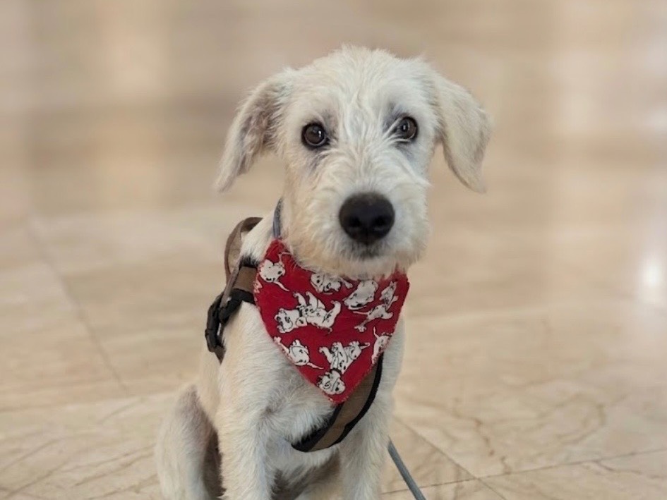 Adotta un cane, maschio, 4 mesi, Sud