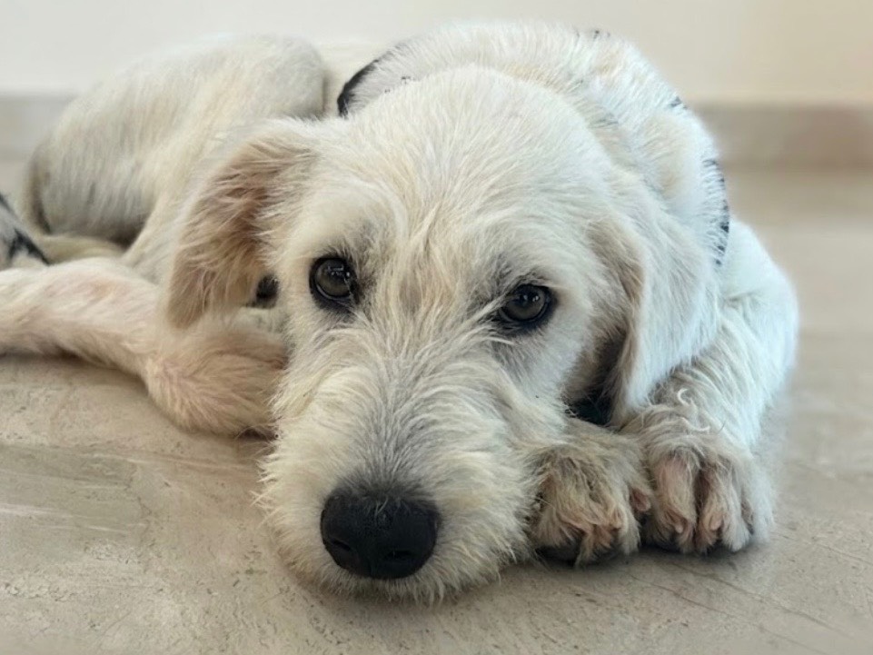 Adotta un cane, taglia media, maschio, Sud