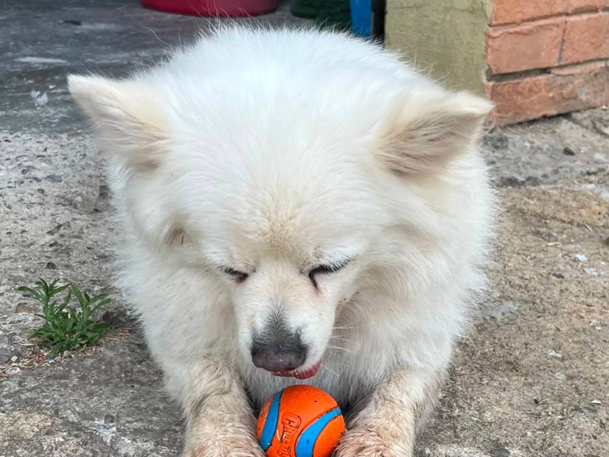 Adozione cane, femmina, Razza sconosciuta Razza sconosciuta, 11 anni e 11 mesi, taglia piccola, Bari