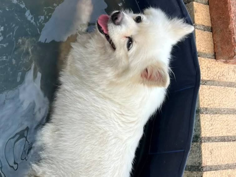 Adotta un cane, femmina, 11 anni e 11 mesi, Bari