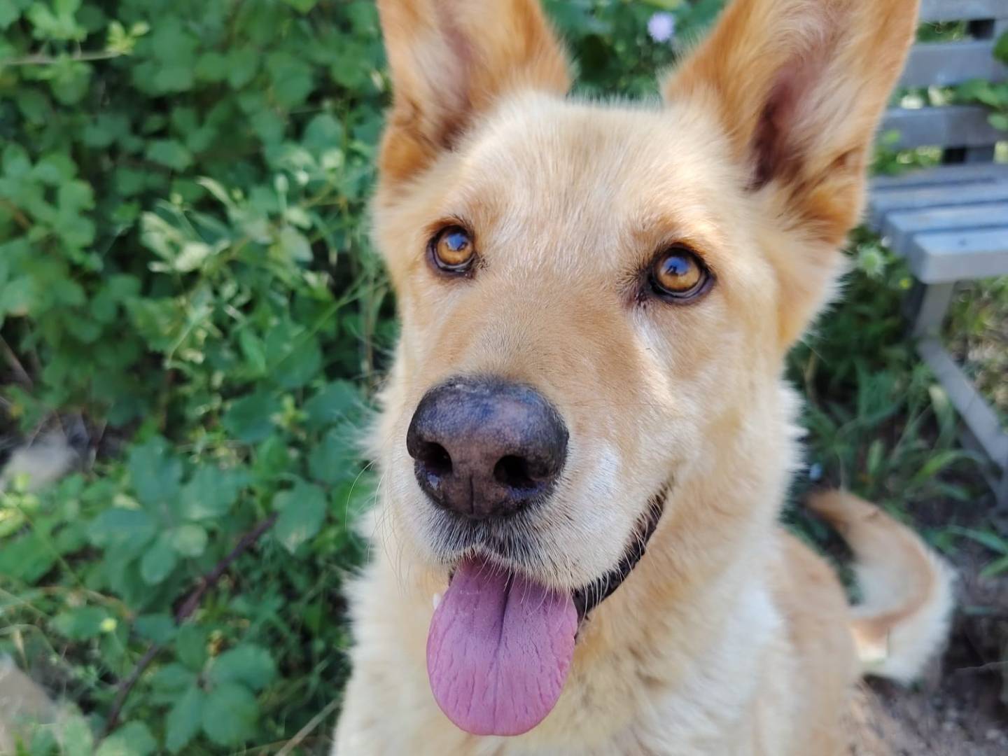 Adotta un cane, maschio, 7 anni e 1 mese, Roma