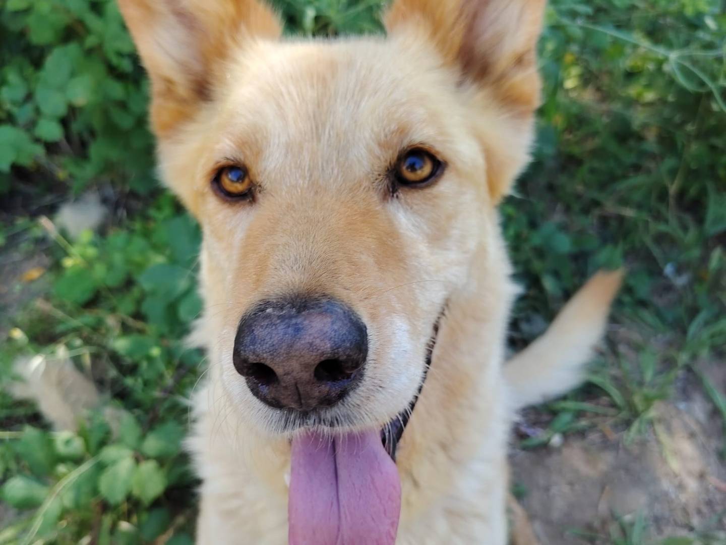 Adotta un cane, taglia media, maschio, Roma