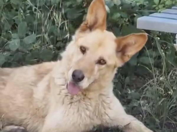 Adozione cane, maschio, Razza sconosciuta Razza sconosciuta, 7 anni e 1 mese, taglia media, Roma