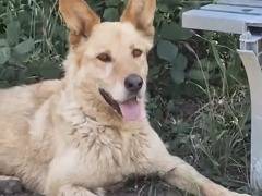 Vuoi adottare un cane a Roma?