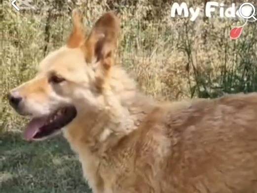 Adotta il cane Marley a Roma