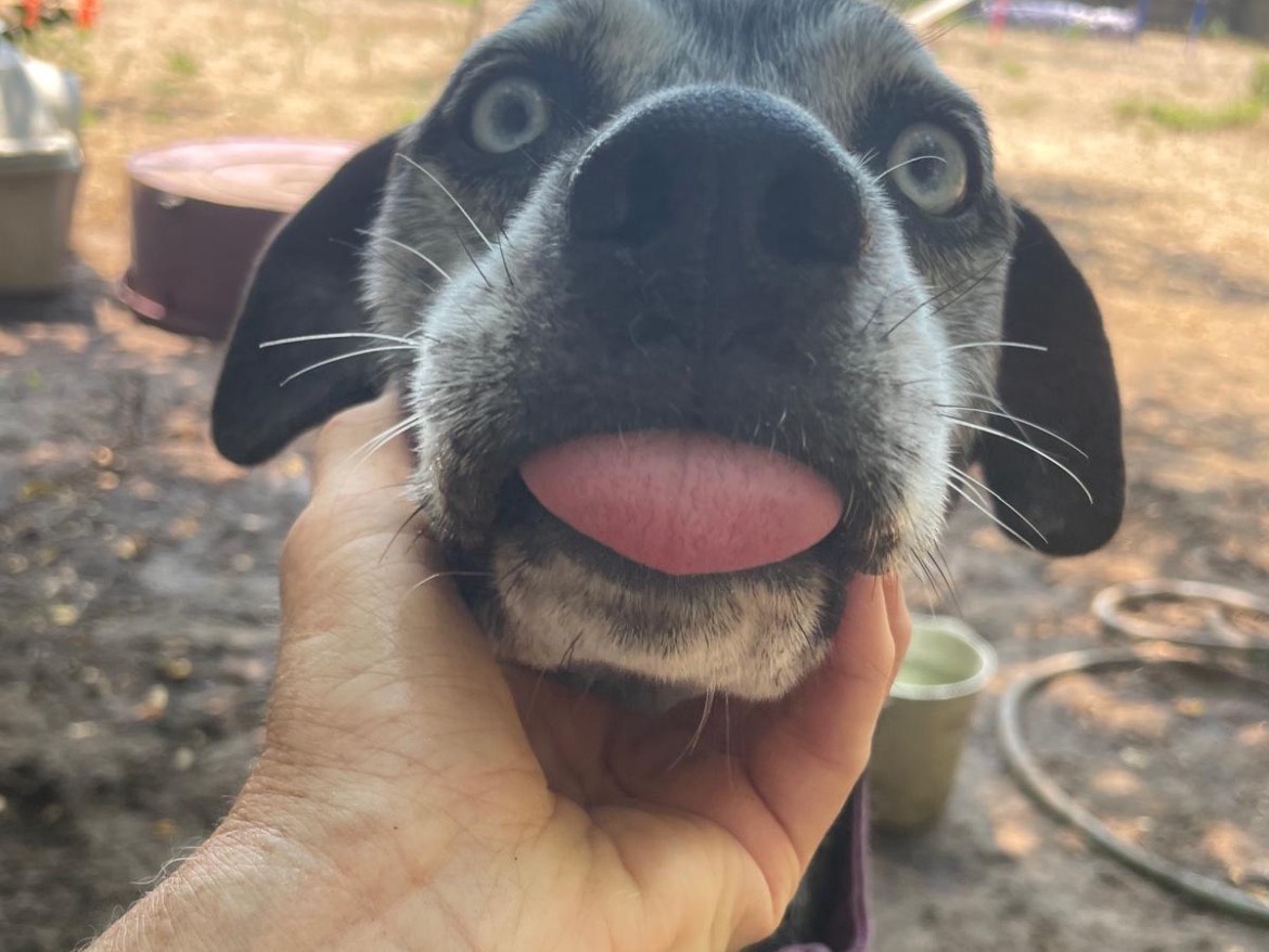 Adotta un cane, femmina, 8 anni e 6 mesi, Caserta