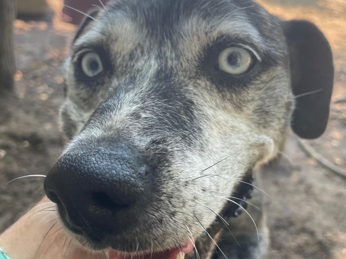 Adozione cane, femmina, Razza sconosciuta Razza sconosciuta, 8 anni e 6 mesi, taglia media, Caserta