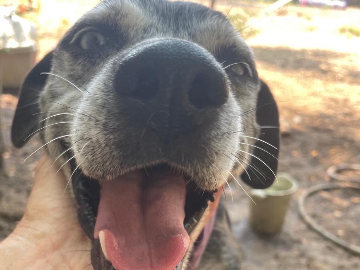 Adotta un cane, taglia media, femmina, Caserta