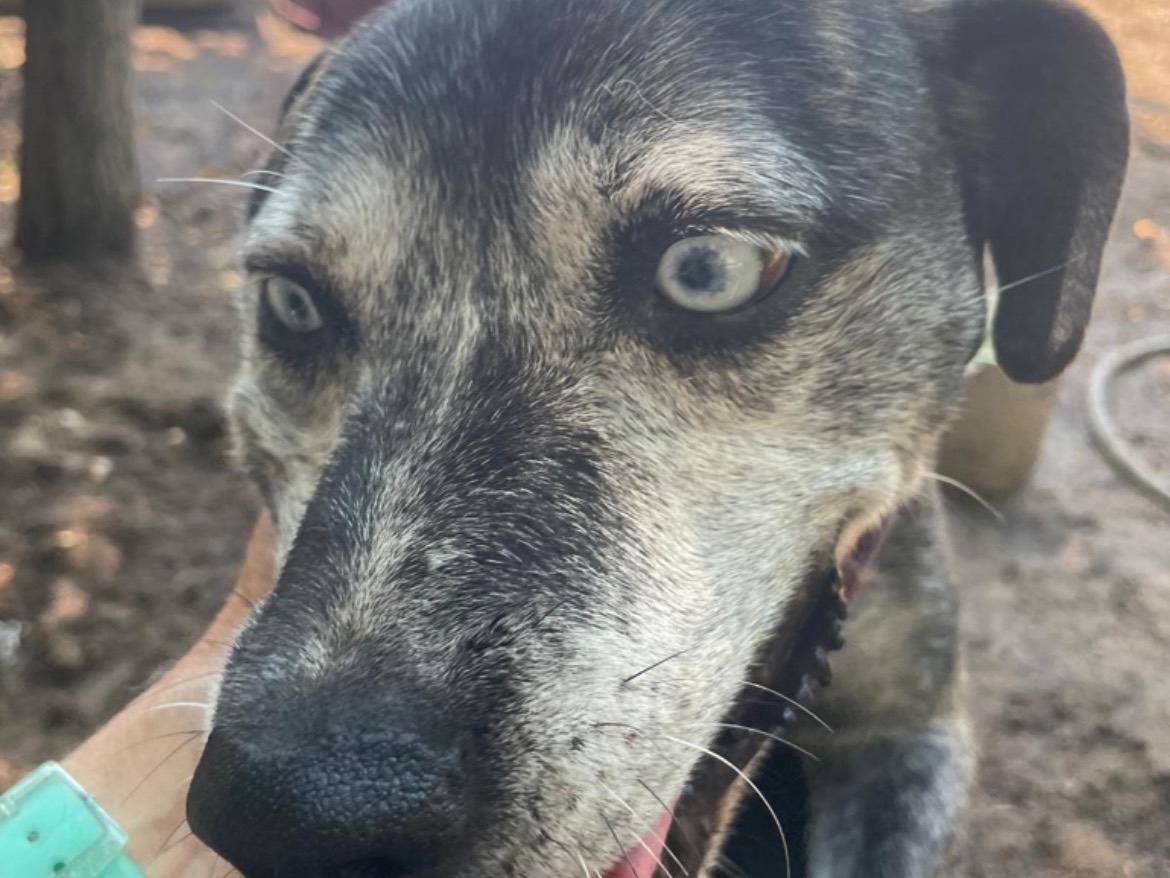 Vuoi adottare un cane a Caserta?