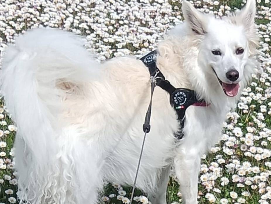 Adozione cane, femmina, Razza sconosciuta Razza sconosciuta, 4 anni, taglia media contenuta, Foggia