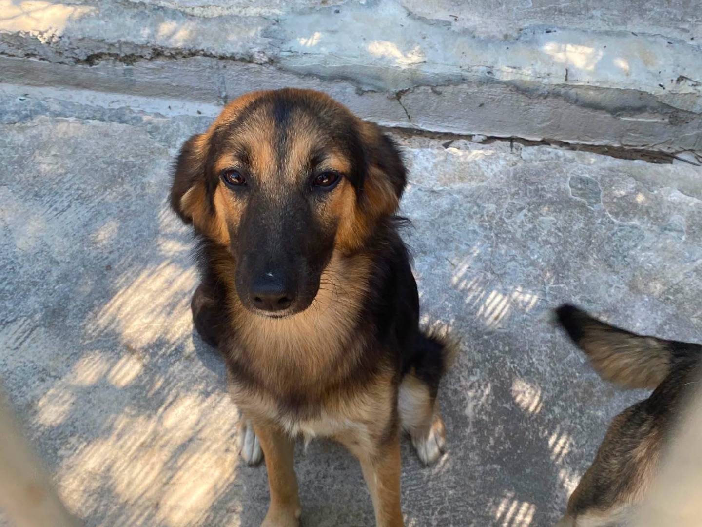 Adozione cane, femmina, Razza sconosciuta Razza sconosciuta, 6 mesi, taglia media contenuta, Torino