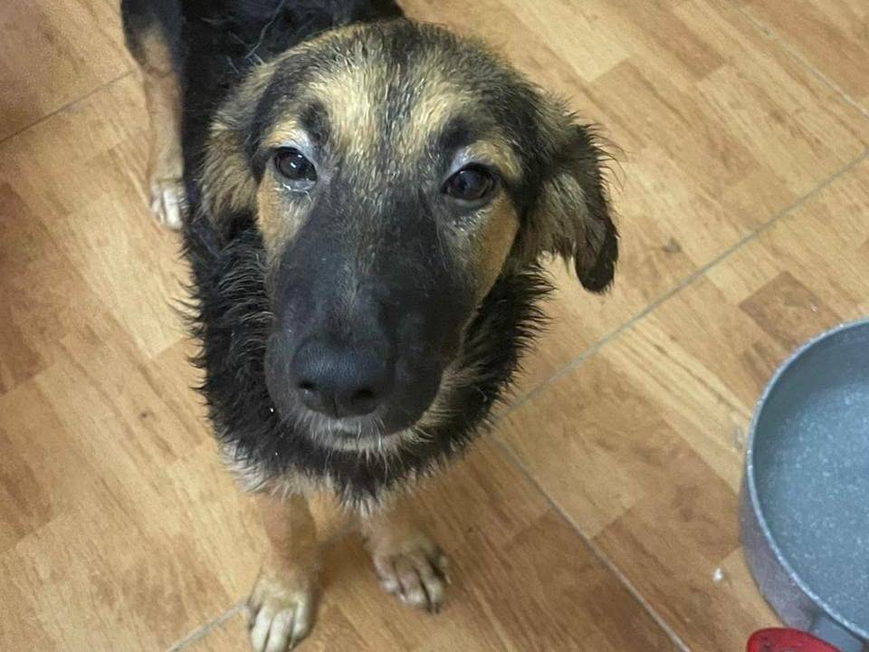 Adotta un cane, femmina, 6 mesi, Torino