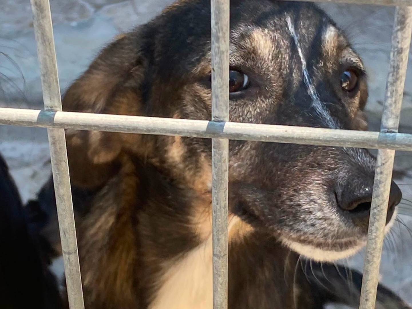 Adotta un cane, taglia media contenuta, femmina, Torino