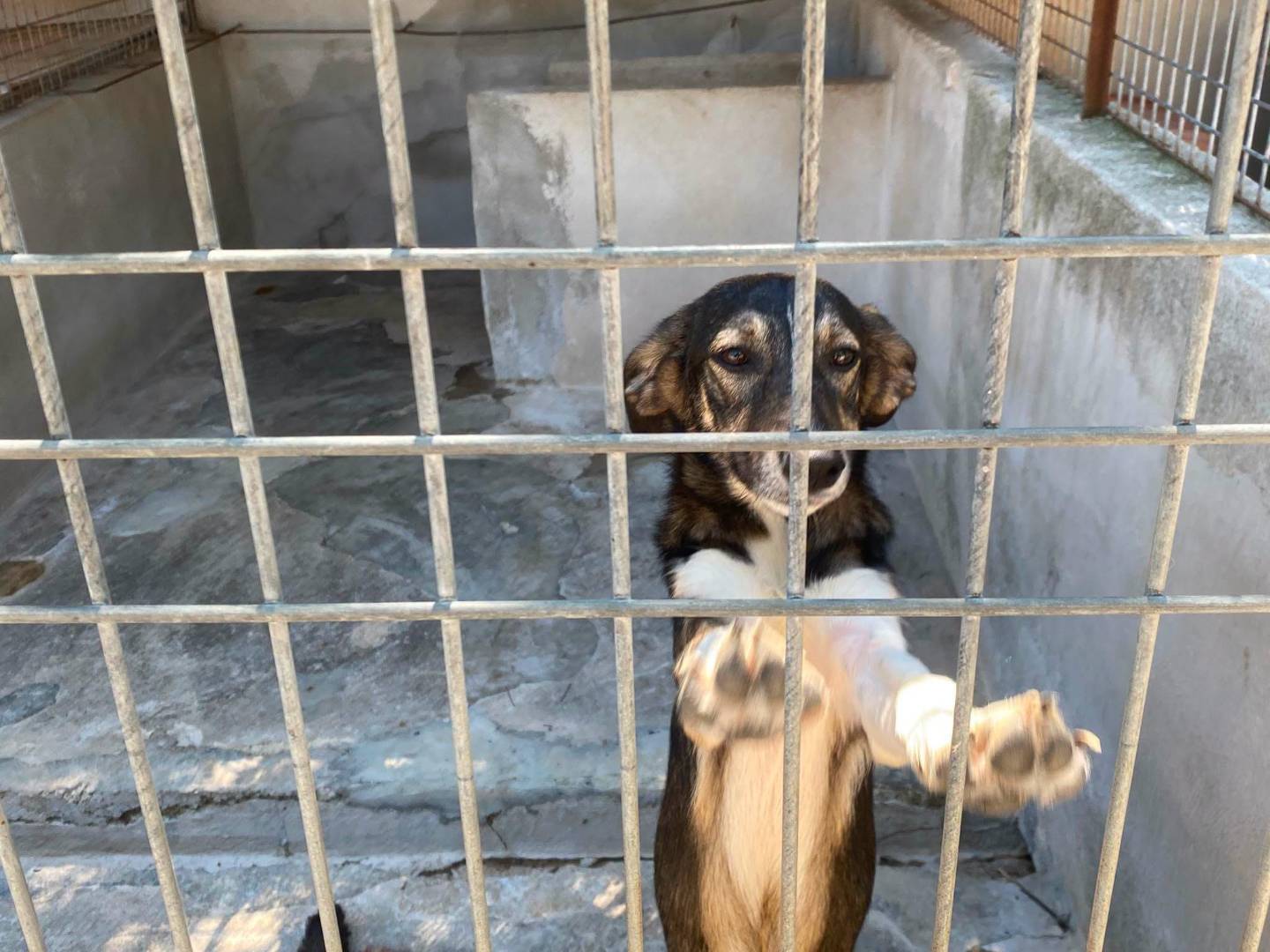 Vuoi adottare un cane a Torino?