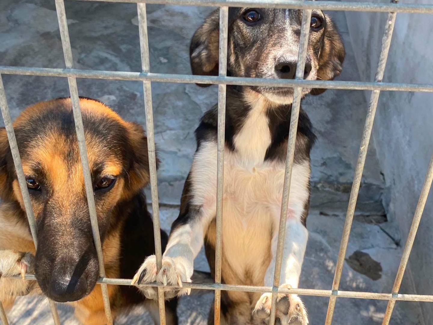 Adotta il cane Asia e India a Torino