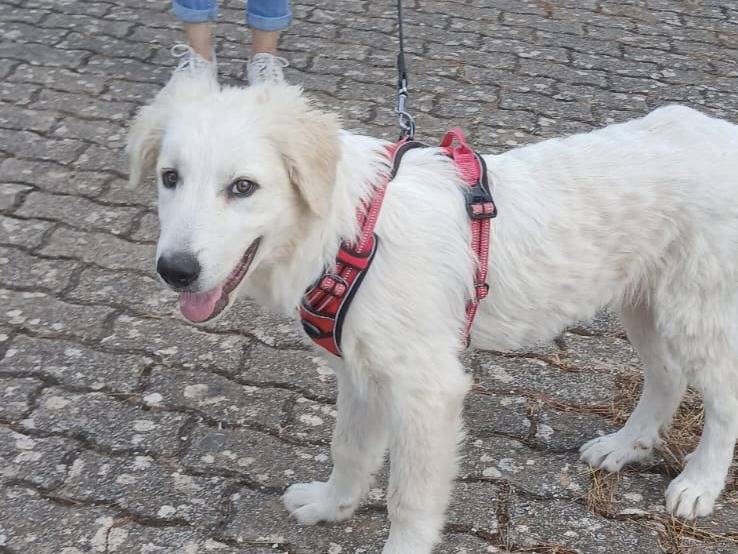 Adozione cane, maschio, Razza sconosciuta Razza sconosciuta, 3 mesi, taglia gigante, Bari