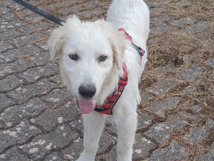 Adotta un cane, maschio, 3 mesi, Bari