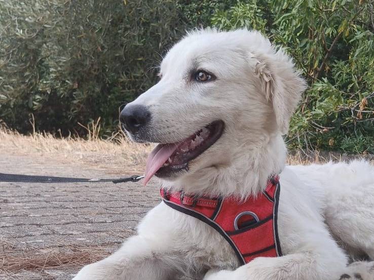 Adotta un cane, taglia gigante, maschio, Bari