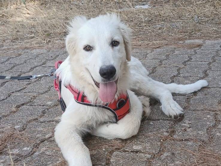 Vuoi adottare un cane a Bari?