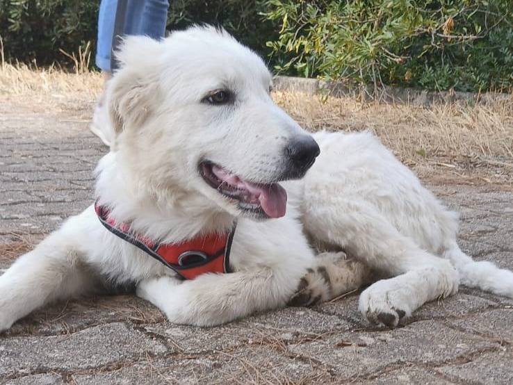 Adotta il cane Mojito a Bari