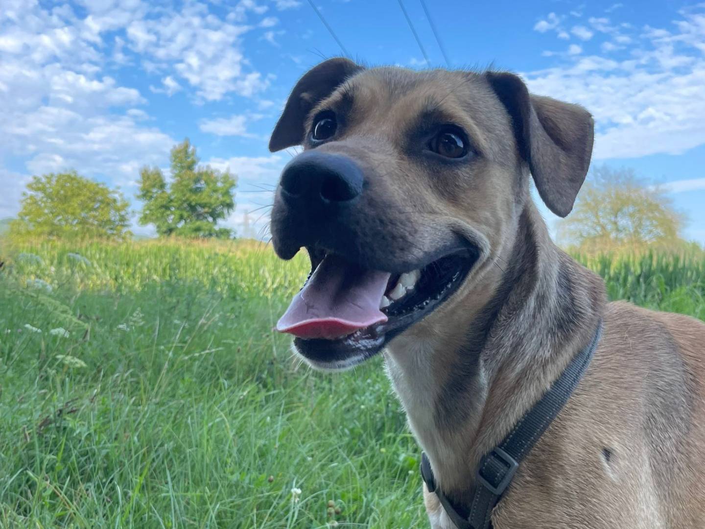 Adozione cane, maschio, Razza sconosciuta Razza sconosciuta, 1 anno e 6 mesi, taglia media contenuta, Como